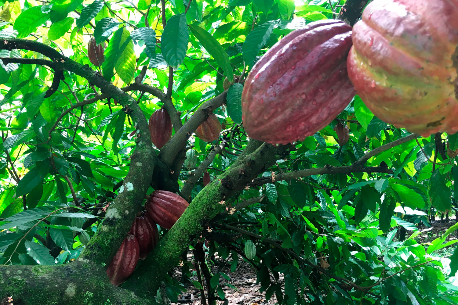 Finca de Cacao Orgánico 